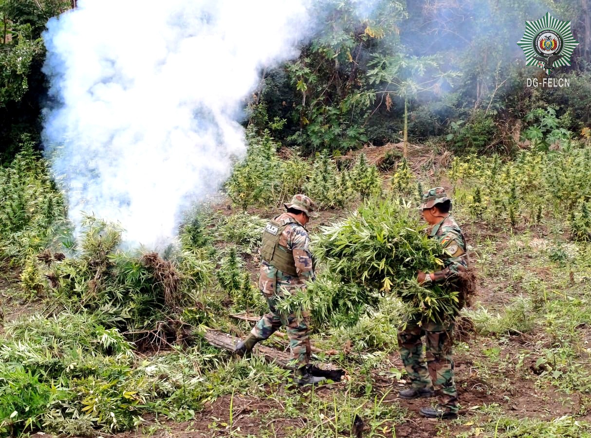 DESTRUCCIÓN E INCINERACIÓN DE PLANTÍOS DE MARIHUANA EN AYOPAYA
