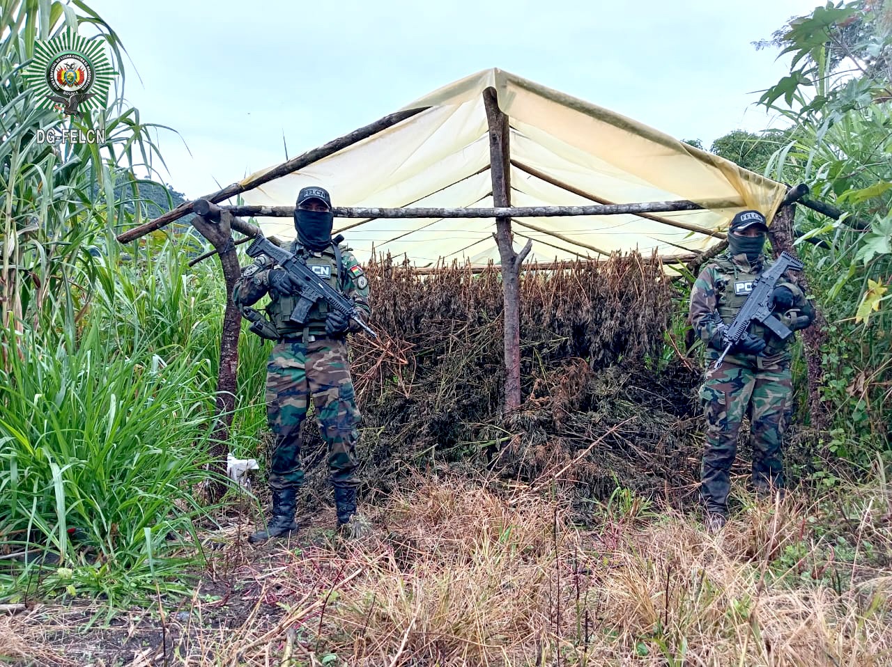 DESTRUCCIÓN E INCINERACIÓN DE PLANTACIONES DE MARIHUANA