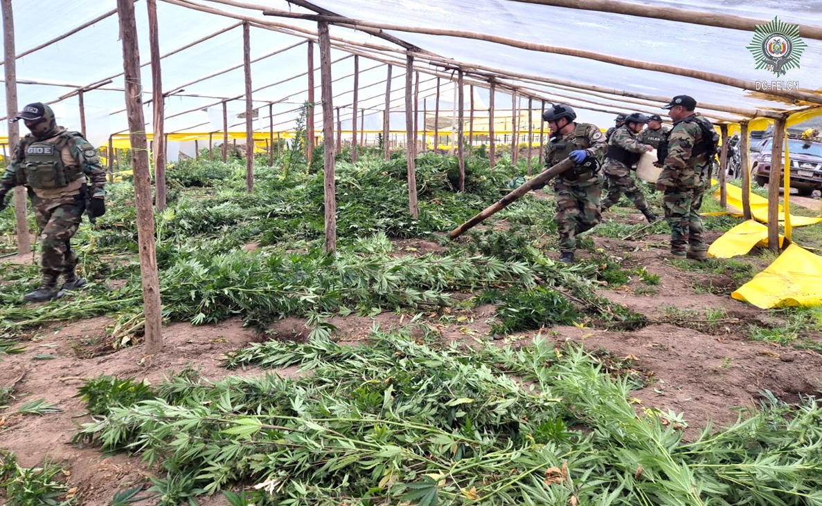 DESTRUCCIÓN E INCINERACIÓN DE VIVEROS DE MARIHUANA