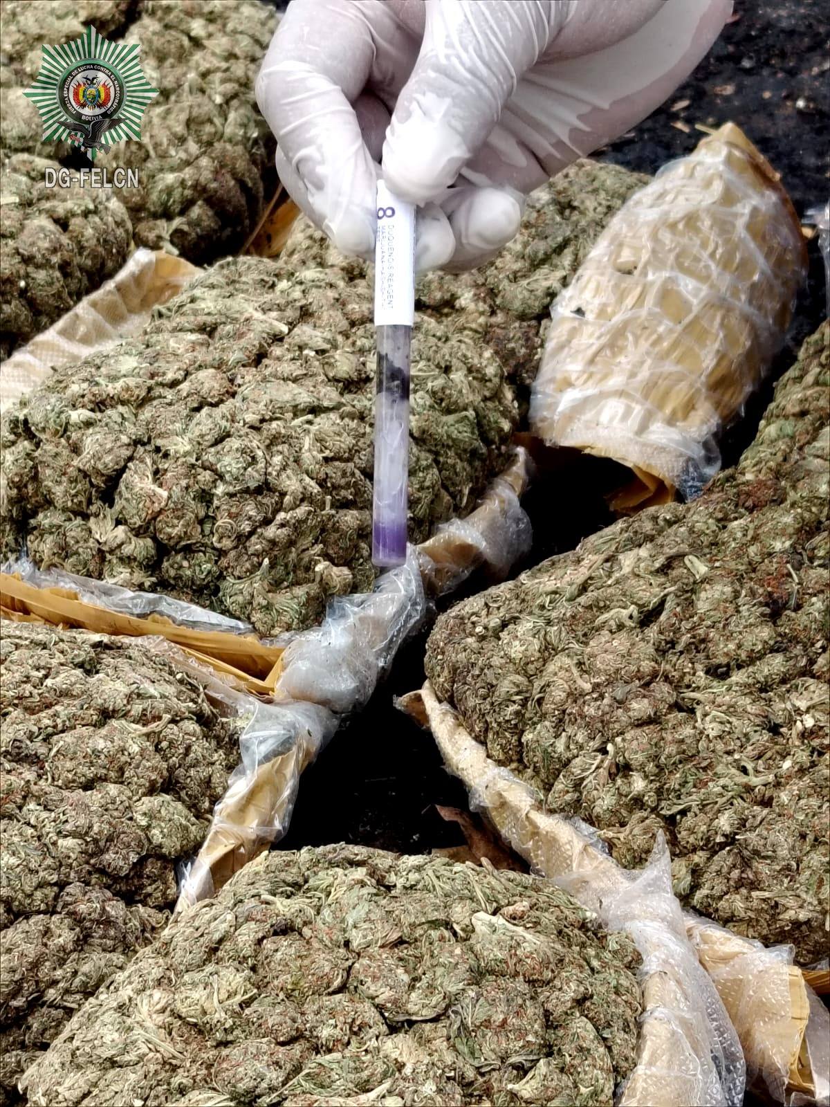 DESTRUCCIÓN E INCINERACIÓN DE MARIHUANA