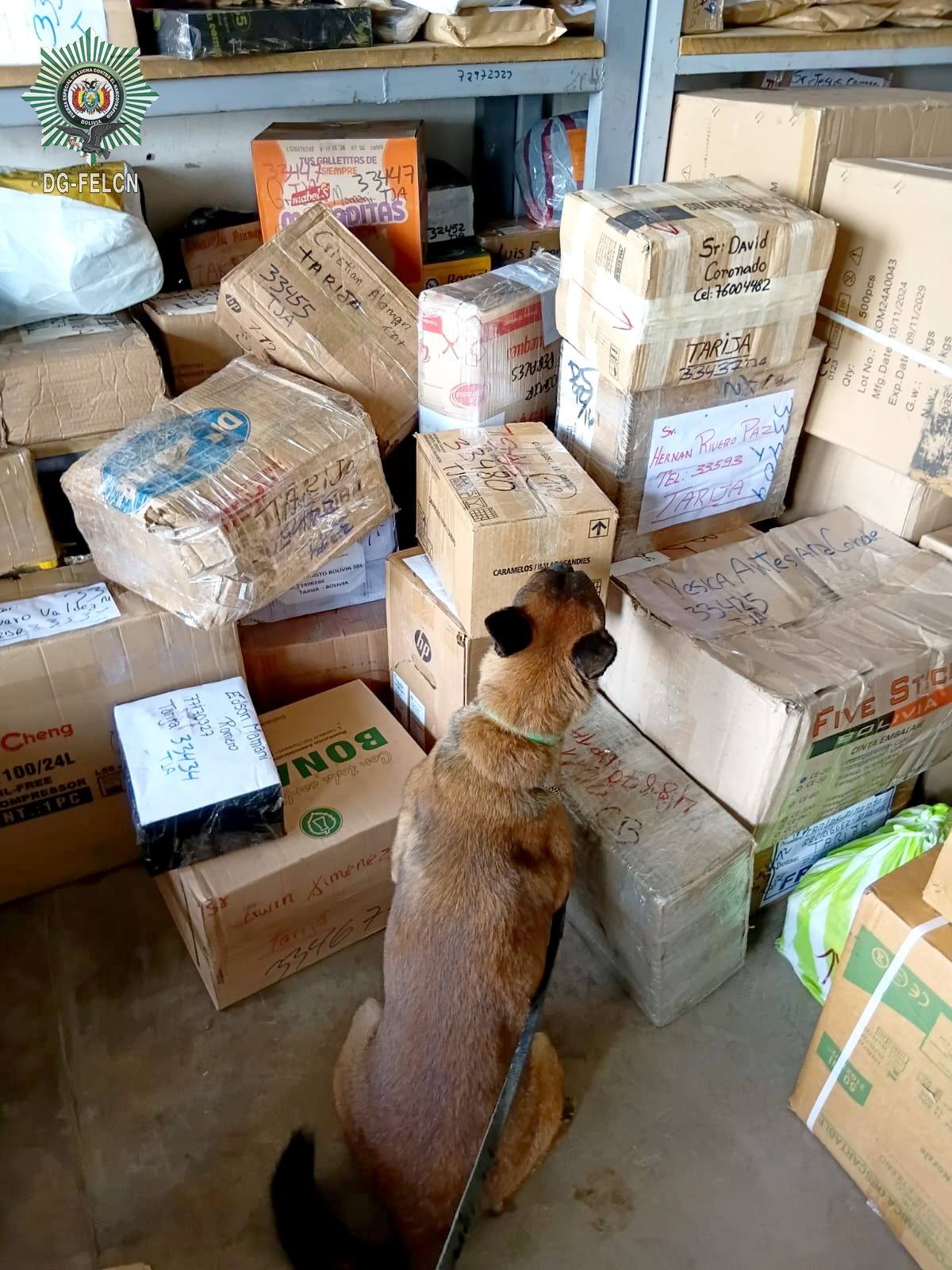 CAN “MILAN” DETECTA MARIHUANA EN ENCOMIENDA