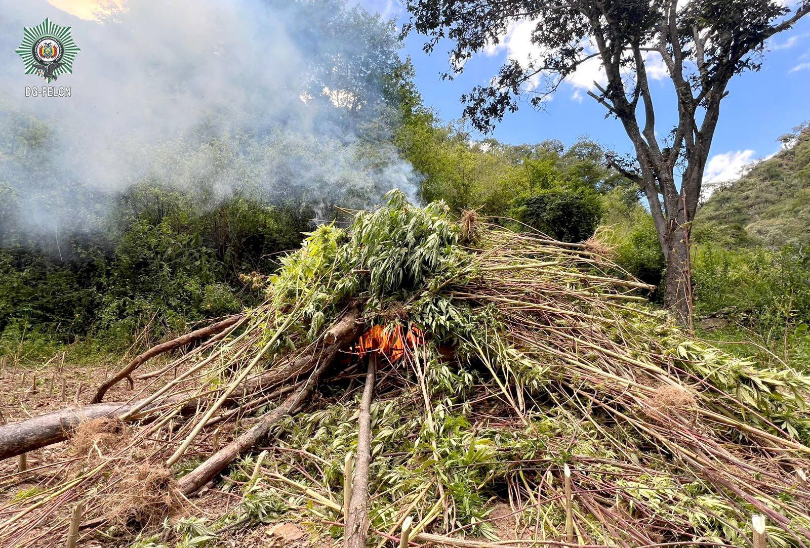 DESTRUCCIÓN E INCINERACIÓN DE PLANTACIONES DE MARIHUANA