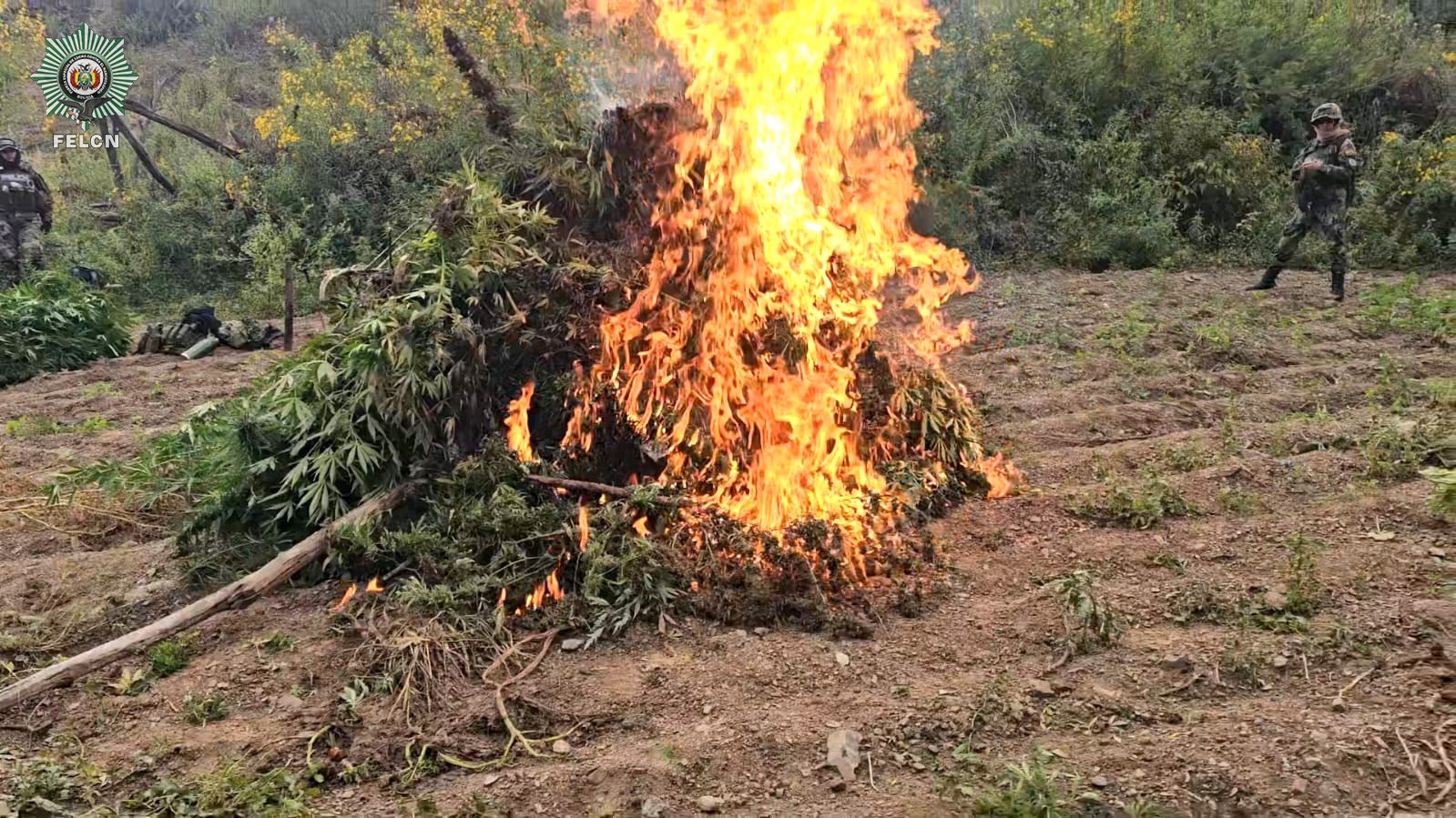 DESTRUCCIÓN E INCINERACIÓN DE PLANTACIONES DE MARIHUANA