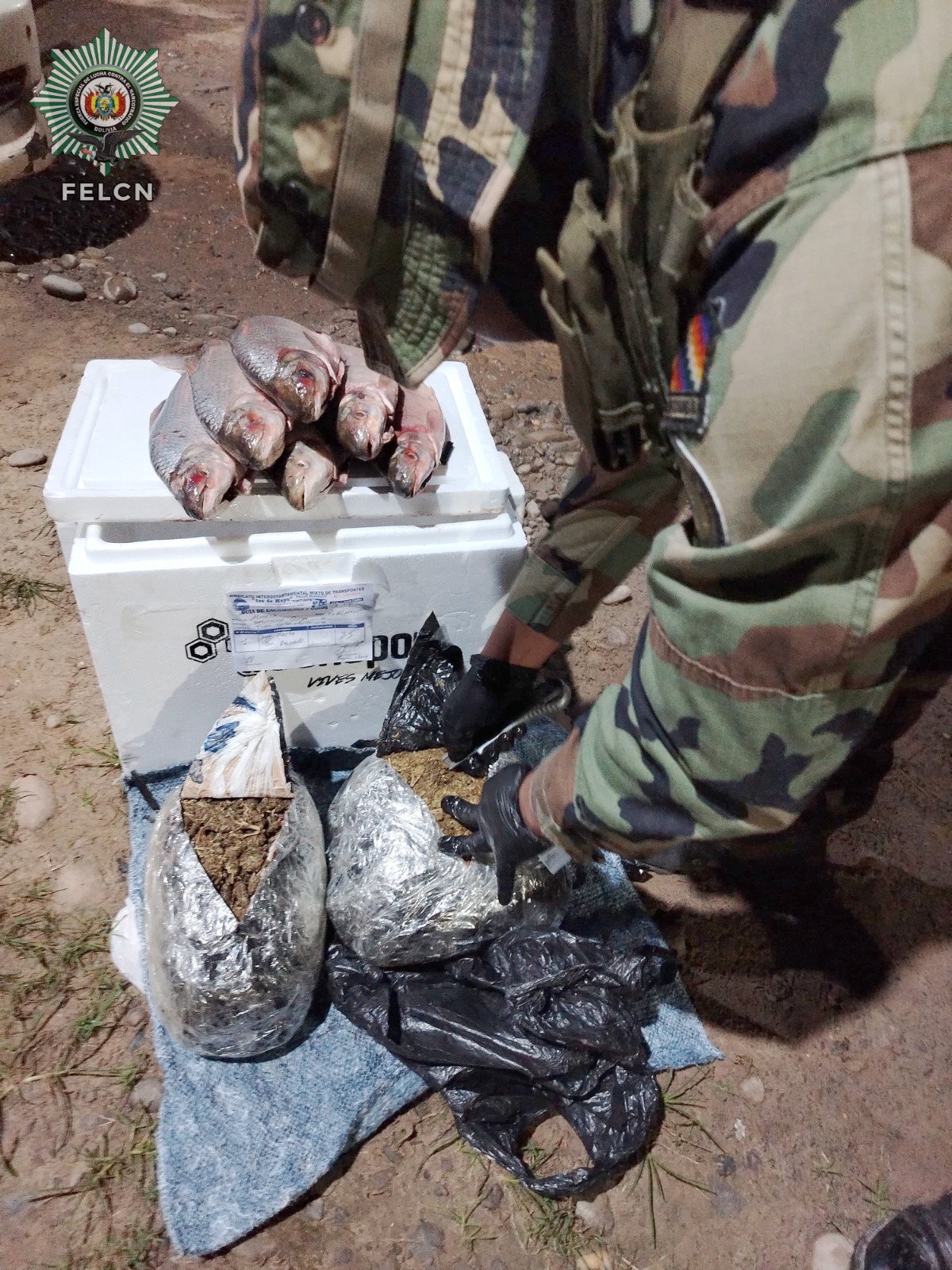 SECUESTRAN MARIHUANA OCULTA EN PESCADOS